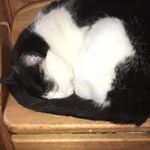 Profile Picture of Derek Thiele (@derektspam) on Instagram