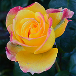 Profile Picture of Cassandra Brown (@browniesgirl) on Flickr