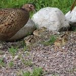 Profile Picture of Joy Cleary (@joy.cleary) on Instagram