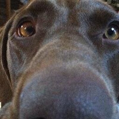Profile Picture of Kris Wolfe (@UstaKris) on Twitter