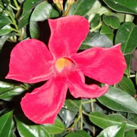 Profile Picture of Cheryl Adamchik (@moonandstar) on Pinterest