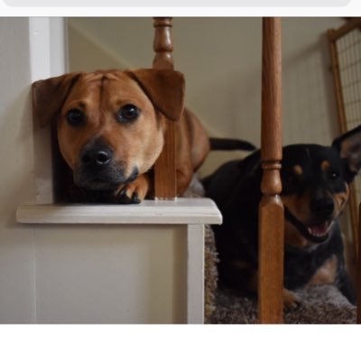 Profile Picture of Jessica Magnuson (@justredjess) on Twitter