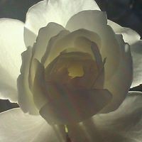 Profile Picture of Racheal Moore (@racheal-moore) on Quora