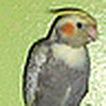 Profile Picture of Qbanberryswirl (@qbanberryswirl) on Flickr