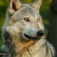 Profile Picture of Darian Foster (@darian-foster-1) on Quora