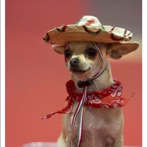 Profile Picture of Ahmed Ismael (@ahmed135) on Poshmark