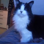 toby thornton - Instagram Profile Picture of toby thornton (@tobythornton8) on Instagram