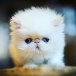 Mark Vitale - Instagram Profile Picture of Mark Vitale (@jovialpersians) on Instagram