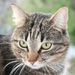 Profile Picture of Jean-Marc Gillardo (@jeanmarcgillardo) on Pinterest