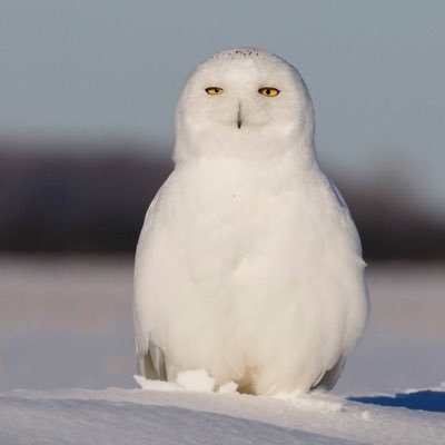 Profile Picture of Oliver. Zhao (@qs0605300325) on Twitter