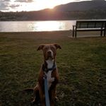 Profile Picture of Andrew Boisvert (@boisvertandrew) on Instagram