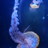 Profile Picture of larry_covert (@larry_covert) on Tiktok