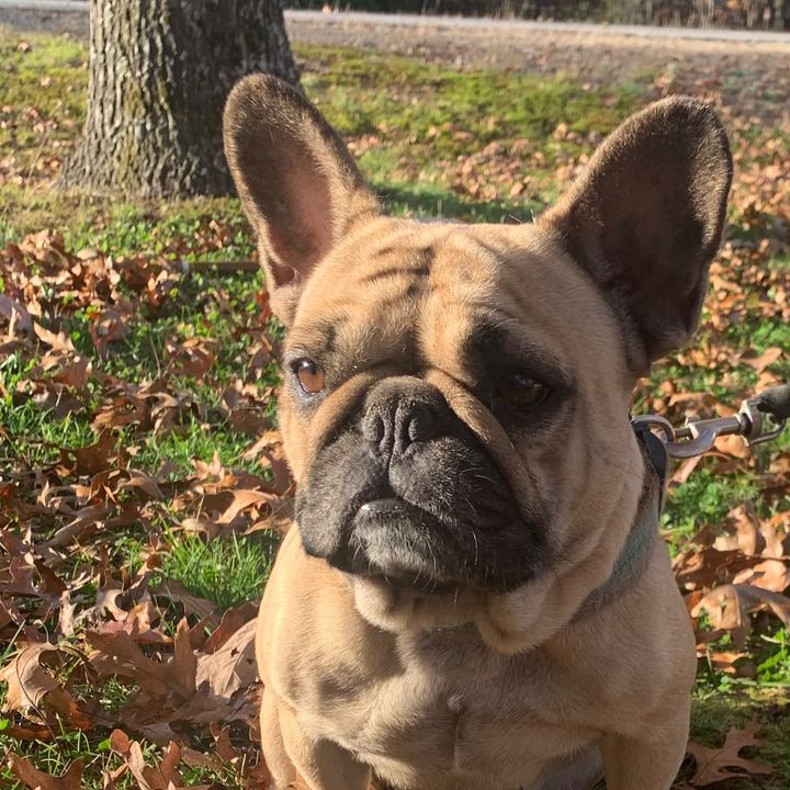 Profile Picture of Stacy Roy (@stacy.roy41) on Tiktok