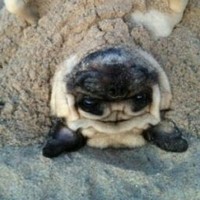 Profile Picture of Meghan Tobin (@meghan-tobin-7) on Quora