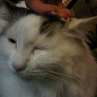 Profile Picture of Buddy Wright (@buddyisacat360) on Twitter