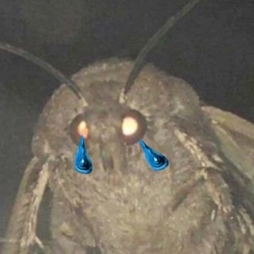 Profile Picture of Thomas Summerfield (@ThomasSummerf16) on Twitter