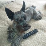 Profile Picture of scottito schnauzer miniatura (@scott_locoperrius) on Instagram