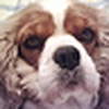 Profile Picture of Janet (@Tobyandtupps) on Flickr