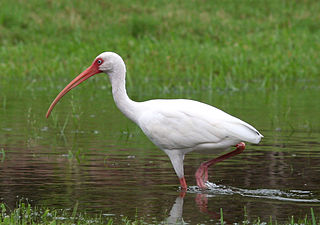 Profile Picture of American white ibis - Wikipedia, the free encyclopediaon Wikipedia