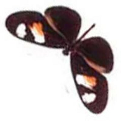 Profile Picture of J Mallet (@eratosignis) on Twitter