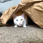 Profile Picture of Carrie Campbell (@campbell.carrieann) on Instagram