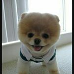 Profile Picture of danielle bohn (@daniellebohn) on Instagram