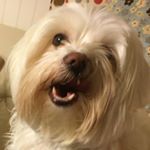 Profile Picture of Sampson Craigle Foofoobuttè (@lilbabyangelsnookie) on Instagram