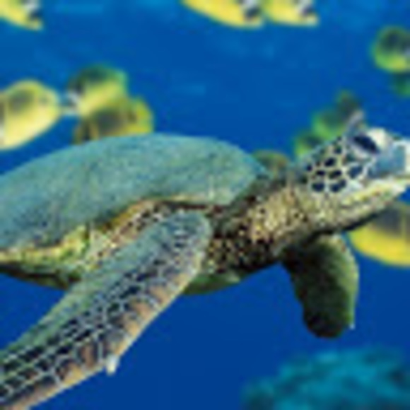 Profile Picture of Gretchen Arganbright (@lilpearl1977) on Poshmark