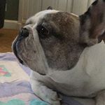 Profile Picture of Felix And Pepper (@felix_and_pepper) on Instagram