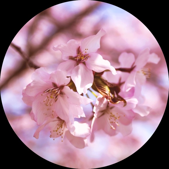 Profile Picture of Gina Staios (@ginabinafofina) on Poshmark