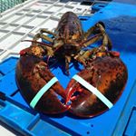 Profile Picture of Dawn McAlister (@endomainlobster) on Instagram