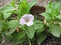 Profile Picture of Gratiola peruvianaon Wikipedia