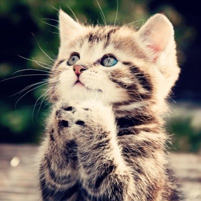 Profile Picture of Betsy Sullenger (@@betsysullenger) on Twitter