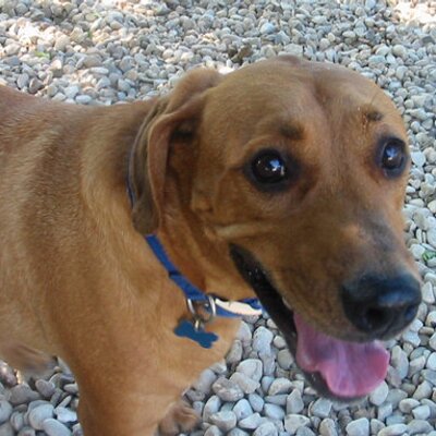 Profile Picture of Laurie Curry (@lcurry) on Twitter