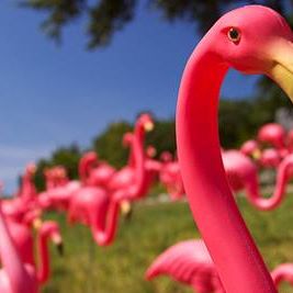 Profile Picture of Joey Coolidge (Coolidge Traveling Flamingo) (@Joey-Coolidge) on Facebook