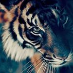 Profile Picture of Leo Calderon (@leocalderon3265) on Instagram