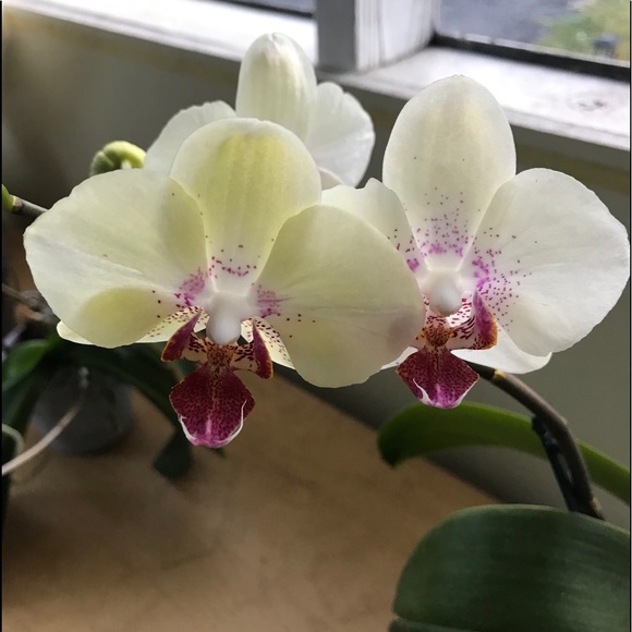 Profile Picture of Andre Anderson (@dreredds707) on Poshmark