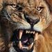 Profile Picture of John Oppermann (@jiomann_77) on Pinterest