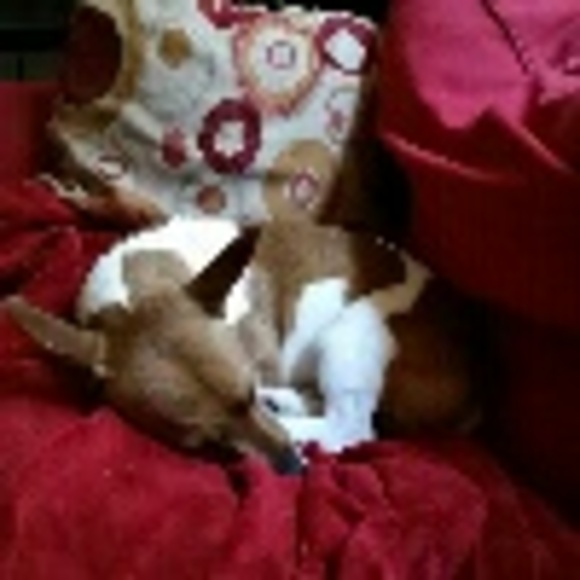 Profile Picture of Dana Bertone (@dbertone89) on Poshmark