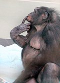 Profile Picture of Panbanisha - Wikipedia, the free …on Wikipedia