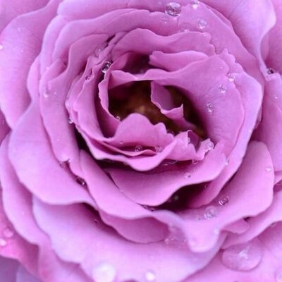 Profile Picture of Amanda Trader (@trader_amanda) on Twitter