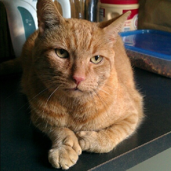 Profile Picture of Jamie Sertich (@jamiesertich) on Poshmark