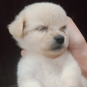 Profile Picture of Putchi And Friends (@putchiandfriends4184) on Youtube