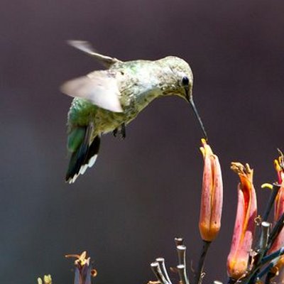 Profile Picture of Bianca  Trotto (@bianca_trotto) on Twitter