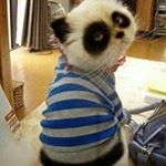 Profile Picture of Steven Tsang (@steven_tsang157) on Instagram