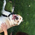 Profile Picture of buddy (@buddyosborne) on Instagram