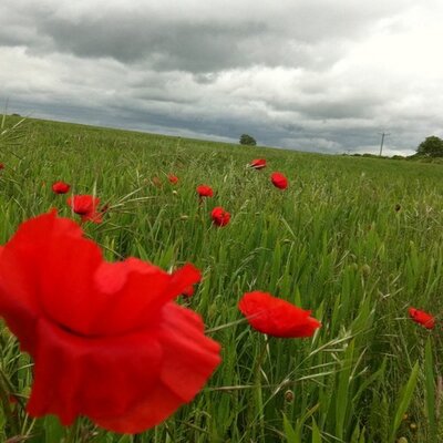 Profile Picture of Nicola Campbell (@mrsthewisdom) on Twitter