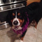 Profile Picture of Roscoe Wilson (@rosocoe_wilson) on Instagram