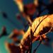 Profile Picture of Jacob Achenbach (@jacobachenbach) on Pinterest