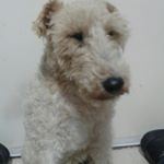 Profile Picture of Toribio Felix Heck (@toriheck_oficial) on Instagram